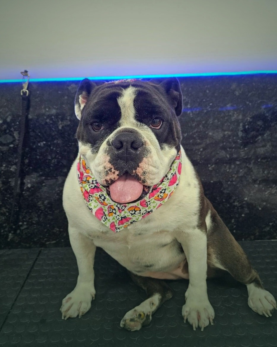 Cão feliz após banho e tosa Low Stress na PetSmart Studio em Itapema