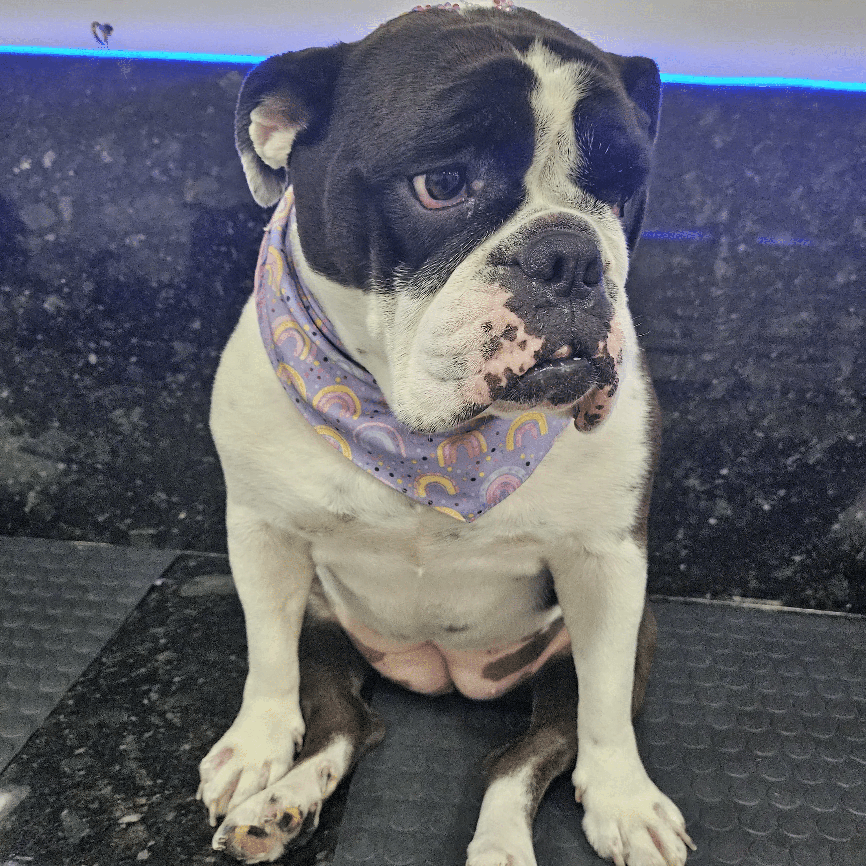 Everton Kruger — pet atendido na PetSmart Studio Itapema