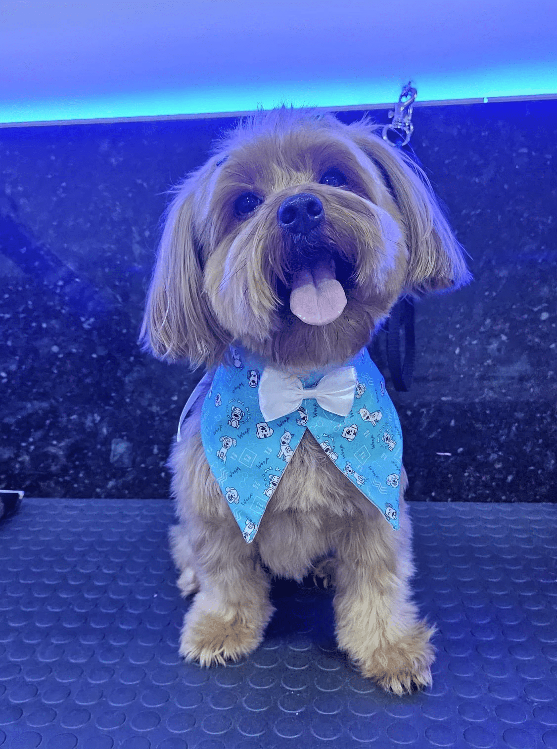 Regina Gambatto — pet atendido na PetSmart Studio Itapema