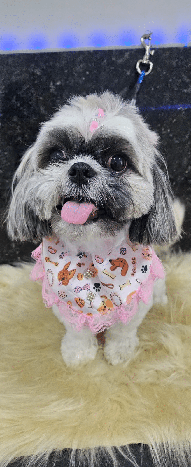 Gabriella Massucatto — pet atendido na PetSmart Studio Itapema