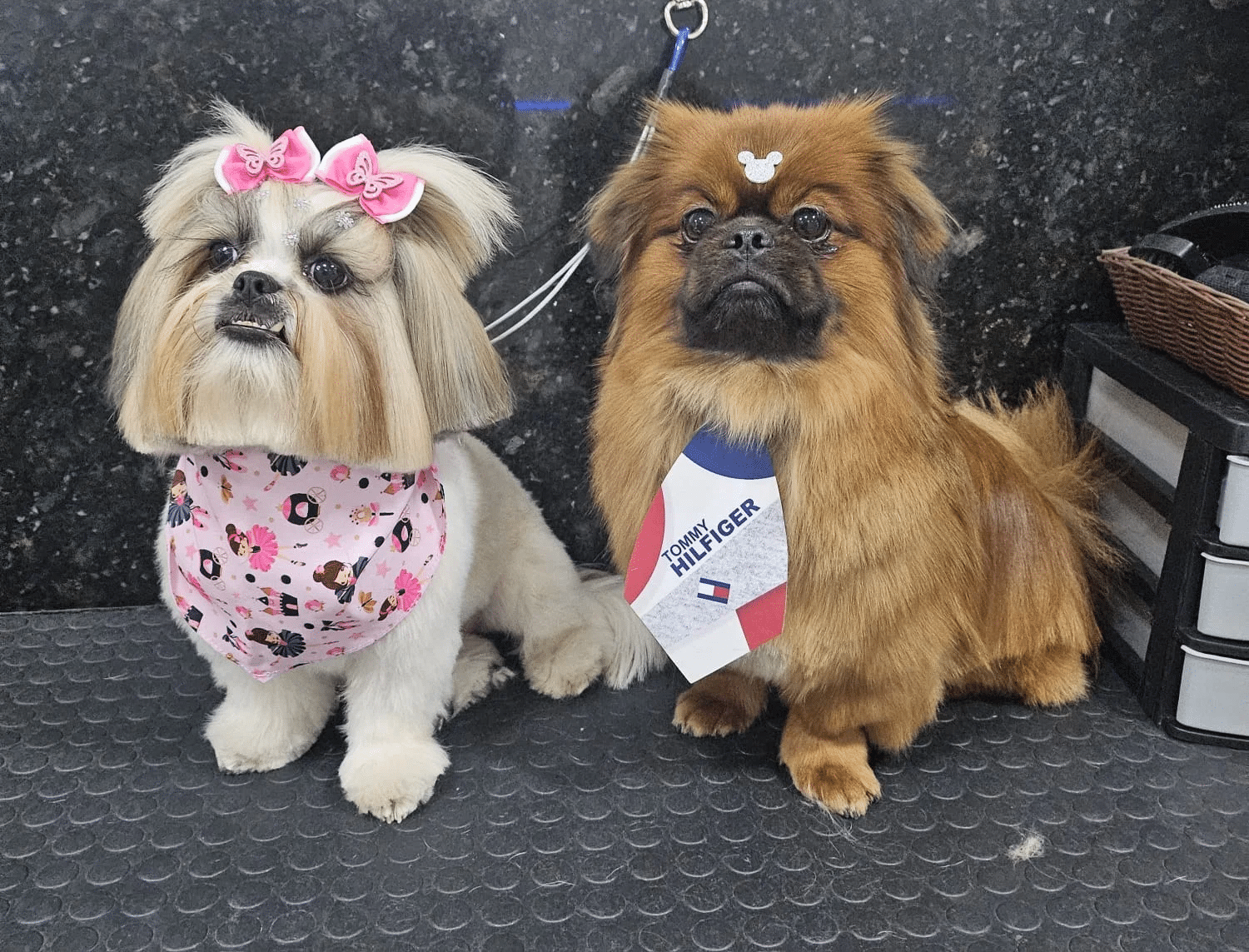 Karen Filter — pet atendido na PetSmart Studio Itapema