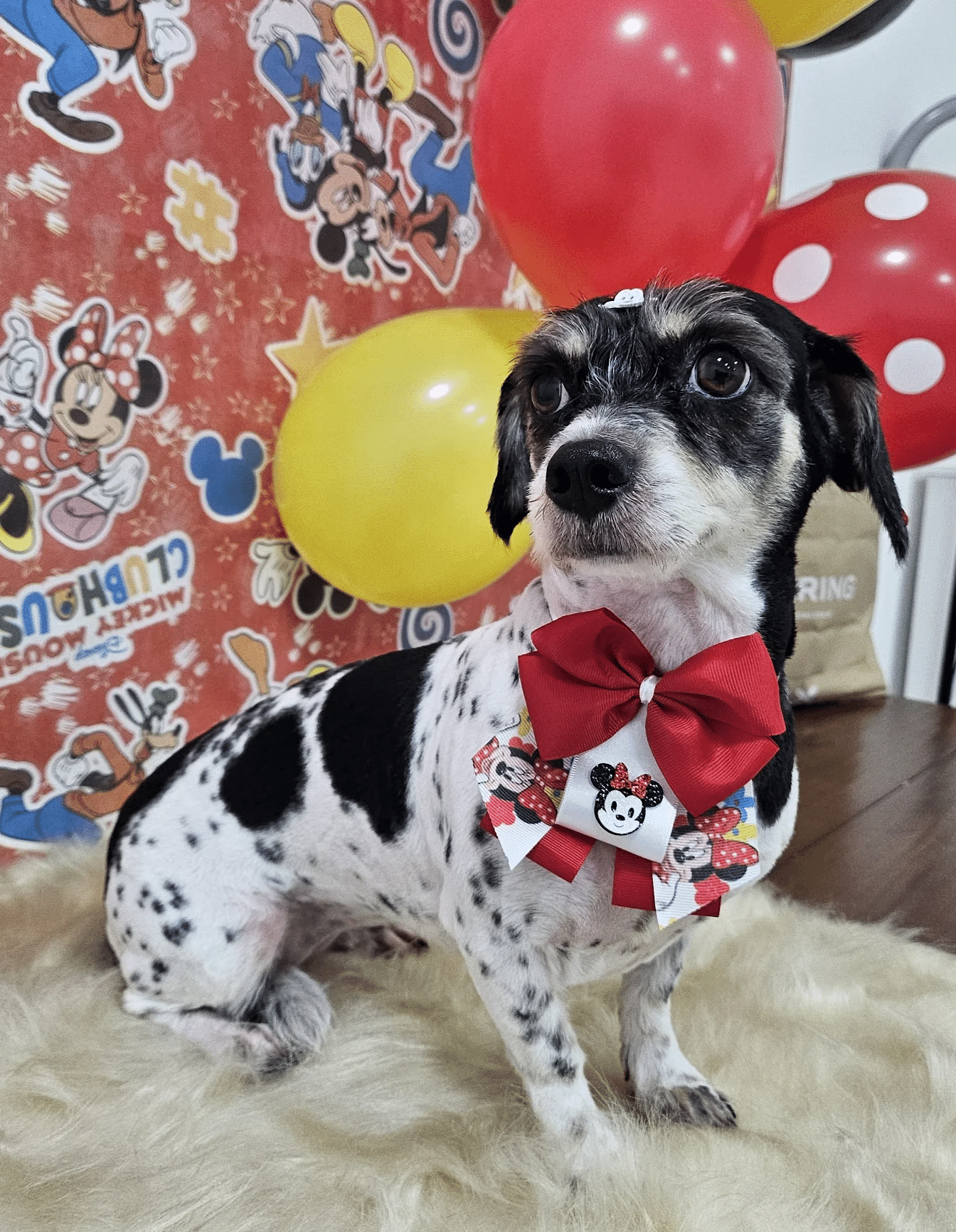 Jéssica Siqueira — pet atendido na PetSmart Studio Itapema
