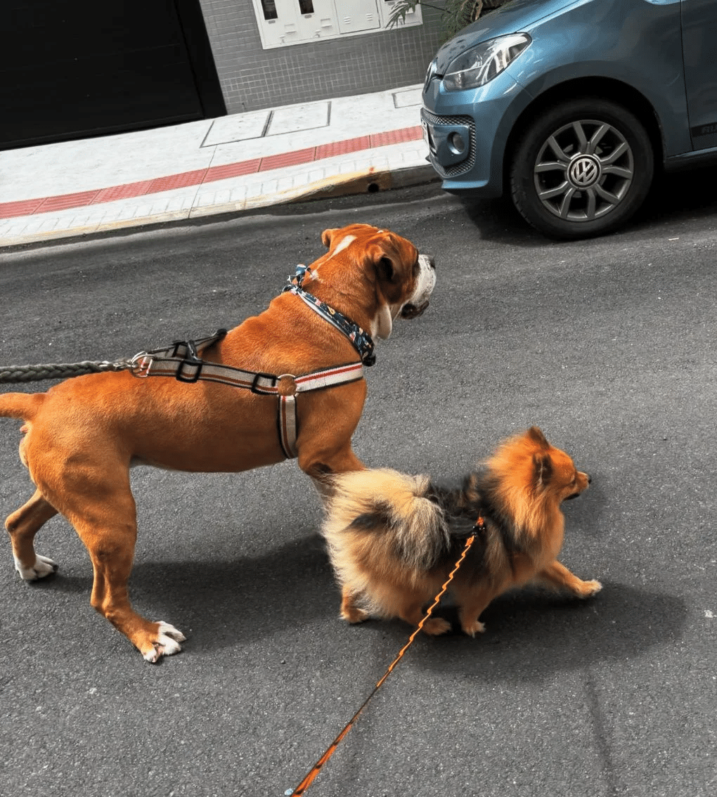 Caroline Sartoretto — pet atendido na PetSmart Studio Itapema